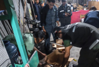 Foto: Petugas mengamankan sejumlah burung dilindungi yang diduga akan diperjualbelikan di Kota Jayapura, Papua.